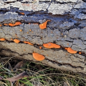 Trametes coccinea at Carwoola, NSW - 5 May 2023 12:03 PM