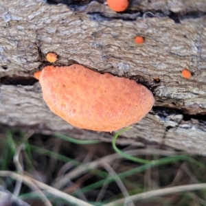 Trametes coccinea at Carwoola, NSW - 5 May 2023 12:03 PM