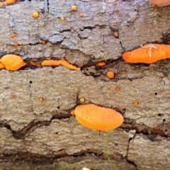 Trametes coccinea at Carwoola, NSW - 5 May 2023