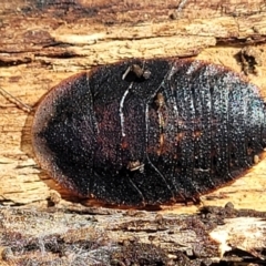 Laxta granicollis (Common bark or trilobite cockroach) at QPRC LGA - 5 May 2023 by trevorpreston