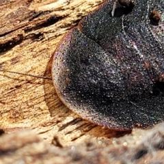 Laxta granicollis at Carwoola, NSW - 5 May 2023