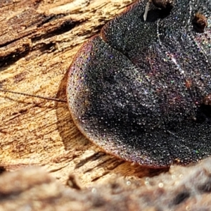 Laxta granicollis at Carwoola, NSW - 5 May 2023 12:00 PM