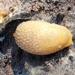 Arion intermedius (Hedgehog Slug) at Stony Creek Nature Reserve - 5 May 2023 by trevorpreston