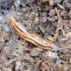 Anzoplana trilineata (A Flatworm) at QPRC LGA - 5 May 2023 by trevorpreston