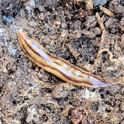 Anzoplana trilineata (A Flatworm) at QPRC LGA - 5 May 2023 by trevorpreston