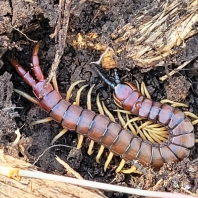 Cormocephalus aurantiipes (Orange-legged Centipede) at Stony Creek Nature Reserve - 5 May 2023 by trevorpreston