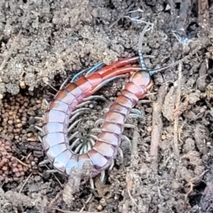 Cormocephalus aurantiipes at Carwoola, NSW - 5 May 2023