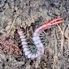 Cormocephalus aurantiipes at Carwoola, NSW - 5 May 2023