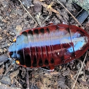 Platyzosteria similis at Carwoola, NSW - 5 May 2023