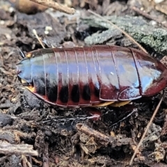 Platyzosteria similis at Carwoola, NSW - 5 May 2023