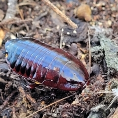 Platyzosteria similis at Carwoola, NSW - 5 May 2023