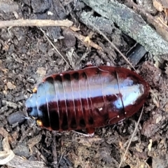 Platyzosteria similis at Carwoola, NSW - 5 May 2023