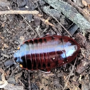 Platyzosteria similis at Carwoola, NSW - 5 May 2023