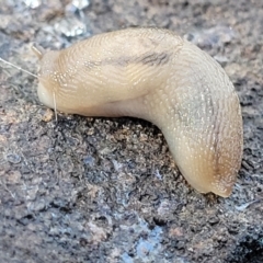 Ambigolimax nyctelia (Striped Field Slug) at Carwoola, NSW - 5 May 2023 by trevorpreston