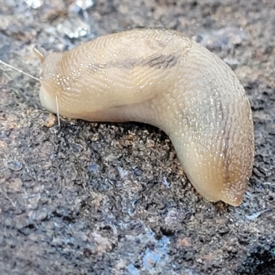 Ambigolimax nyctelia (Striped Field Slug) at QPRC LGA - 5 May 2023 by trevorpreston