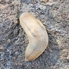 Ambigolimax sp. (valentius and waterstoni) at Carwoola, NSW - 5 May 2023