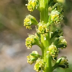 Reseda luteola at Primrose Valley, NSW - 5 May 2023