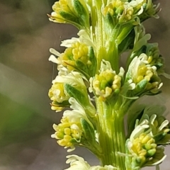 Reseda luteola at Primrose Valley, NSW - 5 May 2023