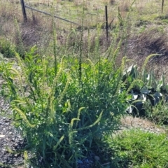 Reseda luteola at Primrose Valley, NSW - 5 May 2023