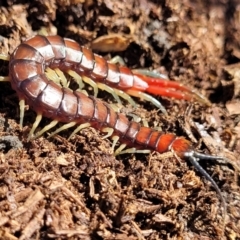 Cormocephalus aurantiipes (Orange-legged Centipede) at Captains Flat, NSW - 5 May 2023 by trevorpreston