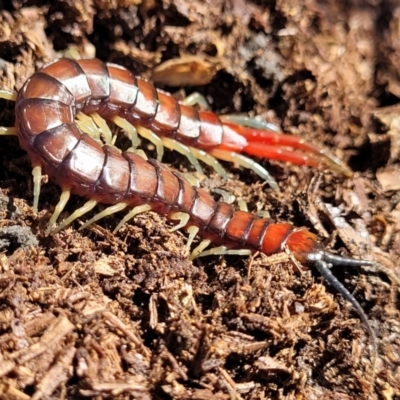 Cormocephalus aurantiipes (Orange-legged Centipede) at Captains Flat, NSW - 5 May 2023 by trevorpreston