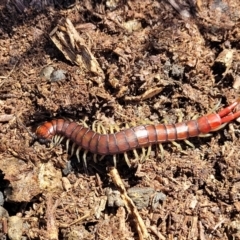 Cormocephalus aurantiipes at Captains Flat, NSW - 5 May 2023