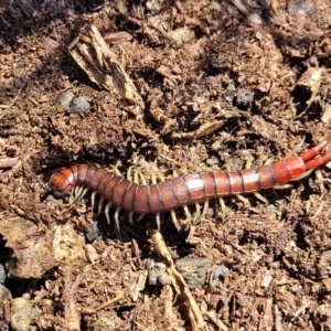 Cormocephalus aurantiipes at Captains Flat, NSW - 5 May 2023