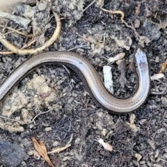 Hemiergis talbingoensis (Eastern Three-toed Earless Skink) at Captains Flat, NSW - 5 May 2023 by trevorpreston