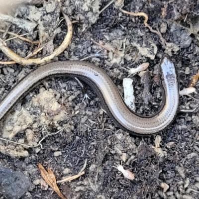 Hemiergis talbingoensis (Three-toed Skink) at Captains Flat, NSW - 5 May 2023 by trevorpreston