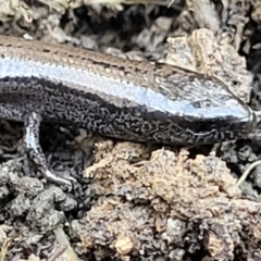 Hemiergis talbingoensis at Captains Flat, NSW - 5 May 2023