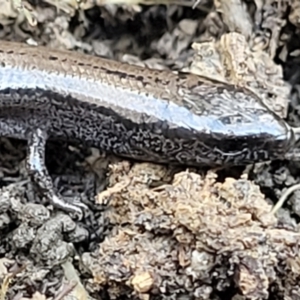 Hemiergis talbingoensis at Captains Flat, NSW - 5 May 2023