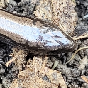 Hemiergis talbingoensis at Captains Flat, NSW - 5 May 2023