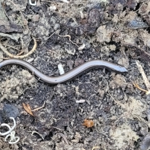 Hemiergis talbingoensis at Captains Flat, NSW - 5 May 2023