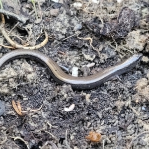 Hemiergis talbingoensis at Captains Flat, NSW - 5 May 2023