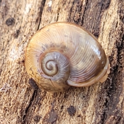 Austrorhytida capillacea (Common Southern Carnivorous Snail) at QPRC LGA - 5 May 2023 by trevorpreston