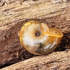 Austrorhytida capillacea at Captains Flat, NSW - 5 May 2023