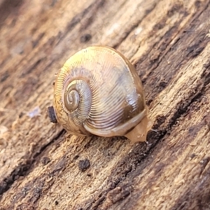 Austrorhytida capillacea at Captains Flat, NSW - 5 May 2023