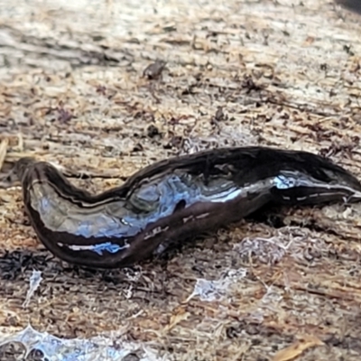 Parakontikia ventrolineata (Stripe-bellied flatworm) at QPRC LGA - 5 May 2023 by trevorpreston