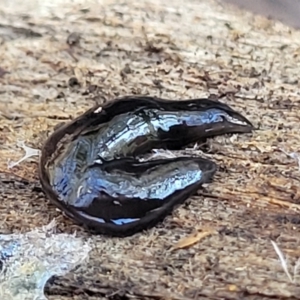 Parakontikia ventrolineata at Captains Flat, NSW - 5 May 2023