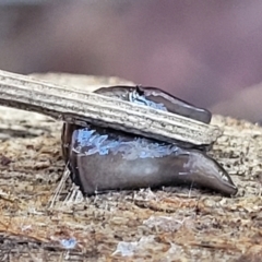 Parakontikia ventrolineata at Captains Flat, NSW - 5 May 2023