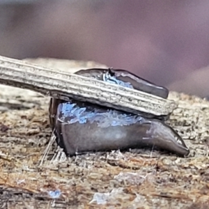 Parakontikia ventrolineata at Captains Flat, NSW - 5 May 2023