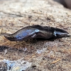 Parakontikia ventrolineata at Captains Flat, NSW - 5 May 2023