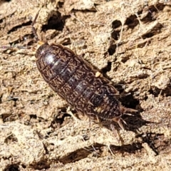 Philosciidae (family) (A terrestrial ispodod) at Captains Flat, NSW - 5 May 2023 by trevorpreston