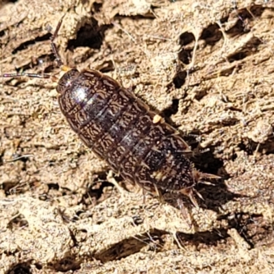 Philosciidae (family) (A terrestrial ispodod) at QPRC LGA - 5 May 2023 by trevorpreston