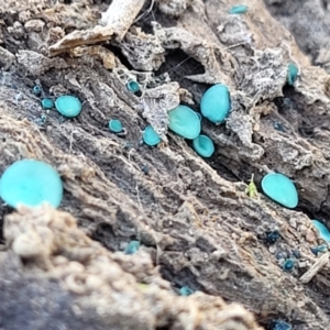 Chlorociboria at Captains Flat, NSW - 5 May 2023