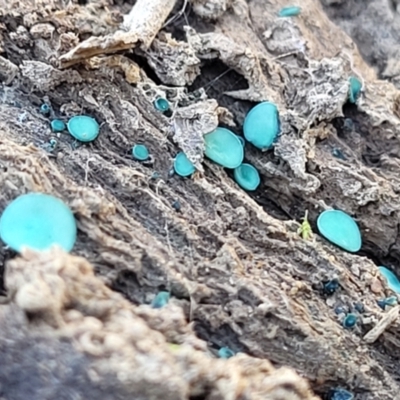 Chlorociboria (An elfcup fungus) at Captains Flat, NSW - 5 May 2023 by trevorpreston