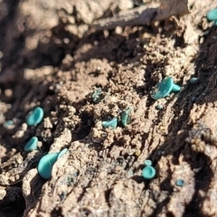 Chlorociboria at Captains Flat, NSW - 5 May 2023