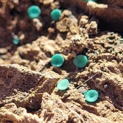 Chlorociboria at Captains Flat, NSW - 5 May 2023