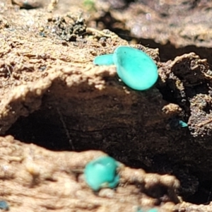 Chlorociboria at Captains Flat, NSW - 5 May 2023 10:58 AM