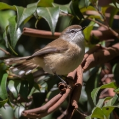 Gerygone mouki (Brown Gerygone) at ANBG - 5 May 2023 by rawshorty